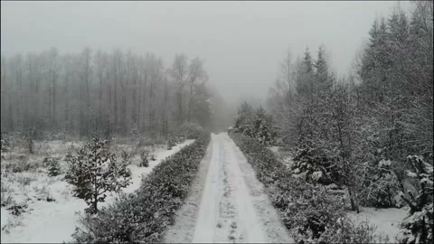 Wintry forest road сamera moving upwards Видео 145292649