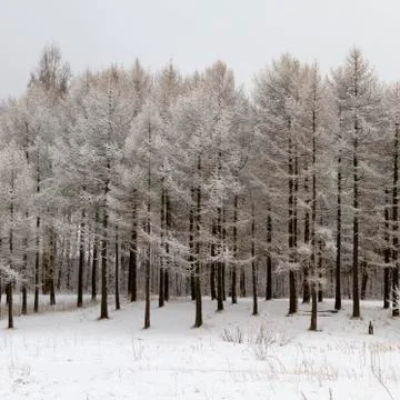 Wintry forest with snowy trees Stock Photos