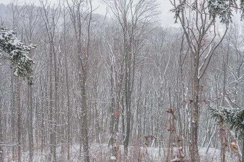 A wintry landscape with bare trees covered in fresh snow, overcast sky, and.. Stock Photos