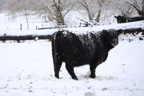 A wintry landscape featuring a black cow grazing in a snowcovered pasture under Foto stock