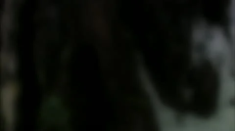 Wintry pine forest 스톡 동영상 11290702