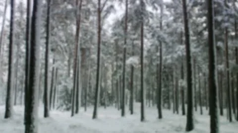 Wintry pine forest Stock Footage 11290706