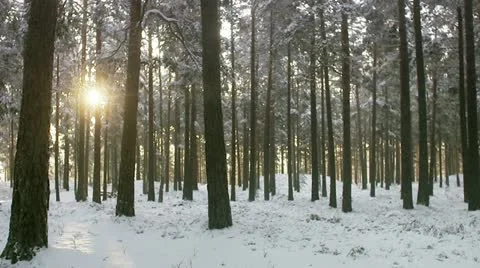 Wintry pine forest Stock Footage 11290711