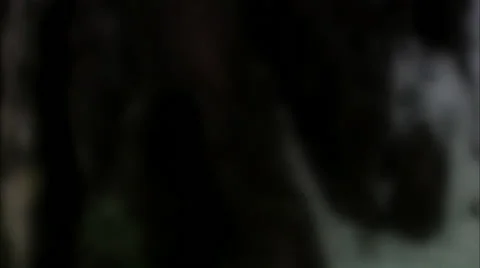 Wintry pine forest, Sweden. Stock Footage 51857806