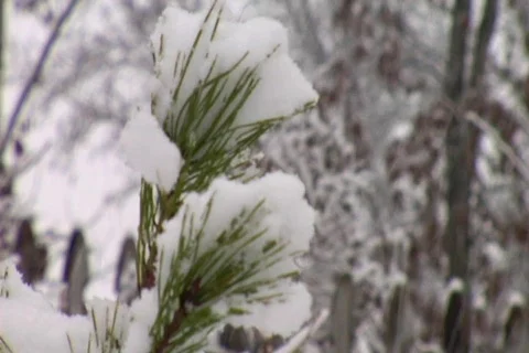 Wintry pine sapling Stockbeeldmateriaal 335093