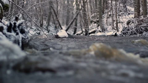 Wintry river flows fast after a spring thaw, and a rock in focus in the midst Stock Footage 126594791