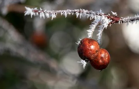 Wintry scene with rime ice needles growing on a twig and red berries. Stock Photos