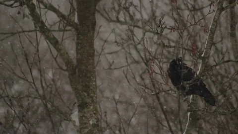 Wintry shot of crow on branch in snow storm Stock Footage 86519283