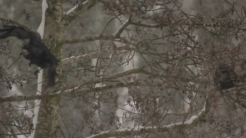 Wintry shot of crows (two) on branch in snow storm slower motion Stock Footage 86519089