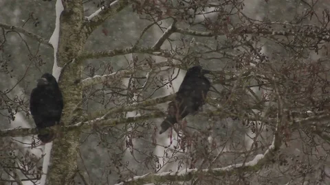 Wintry shot of two crows on branch in snow, one flaps away suddenly. Stock Footage 86519447