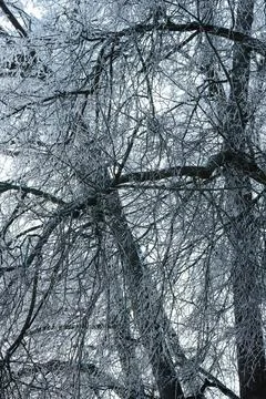 A wintry view of an tree branches covered with ice 스톡 사진