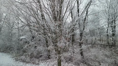 Wintry wonderland trees Stock Footage 294260441