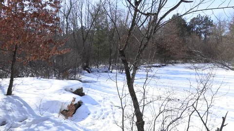 Wintry Woods Video stock 124675034