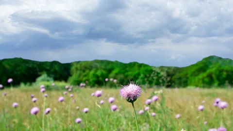 Wiolet flowers in a grass time lapse scene Stock Footage 267952901