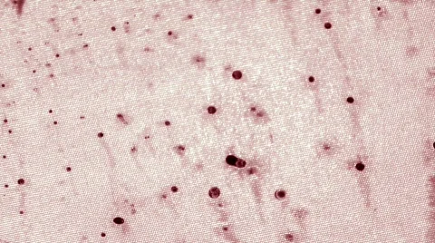 Wipe it Up Видео 105188