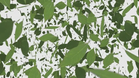 A wipe transition featuring numerous green leaves flying across the screen Stock Footage 342393559
