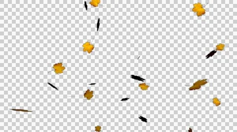 Wipe transition Leaf Floating  스톡 동영상 41879327