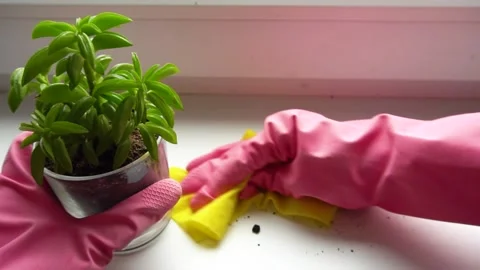 Wiping soil from a flower from a windowsill Video stock 140754198