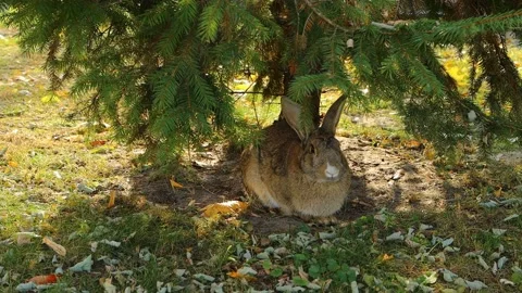 Wird rabbit under the tree Stock Footage 163918136