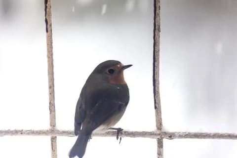 On the wire back turned bird Stock Photos