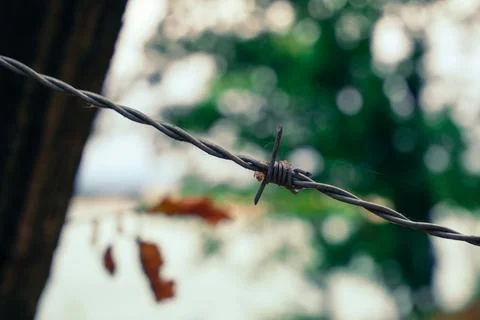 Wire with a barbed end is hanging from a tree Stock Photos