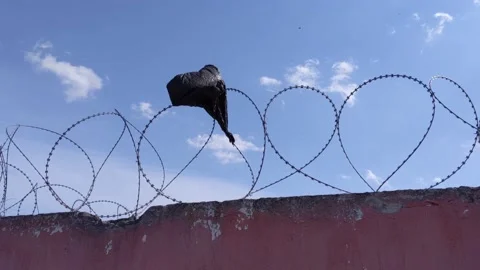 Wire barbed fence with plastic piece on it. Stock Footage 154035796
