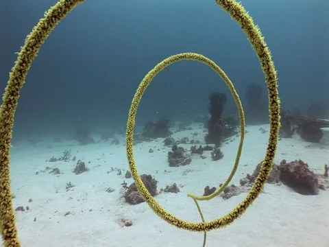 Wire coral Stock Footage 98673702