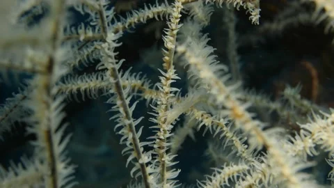 Wire coral is moving by flow Stock Footage 139698543