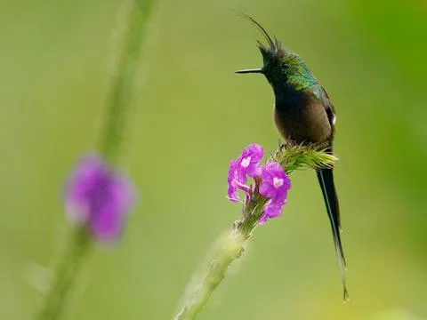 Wire-crested Thorntail - Discosura popelairii green hummingbird with long cre Stock Photos