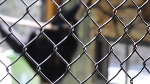 Wire fence Stock Footage 258444412