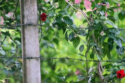 A wire fence separating two lands Stock Photos
