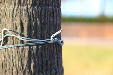 The wire is firmly attached to the tree. Stock Photos