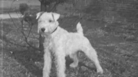 Wire Fox Terrier Dog Stands Beside a Bush on a Windy Day. Look Calm Stock Footage 268382779