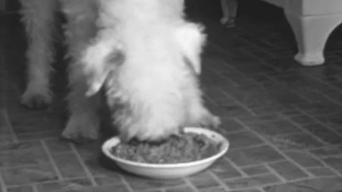 Wire Fox Terrier Enjoys a Big Plate of Food at Home. His Owner Serves him Stock Footage 263798744