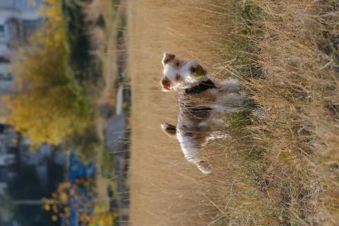 The Wire Fox Terrier 스톡 사진