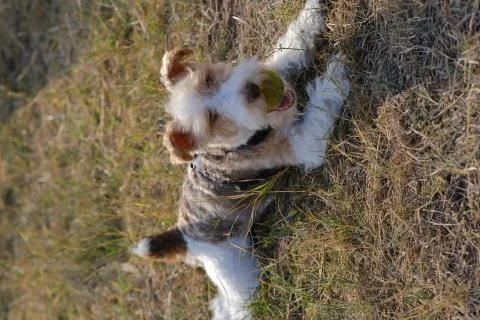The Wire Fox Terrier Fotos de archivo