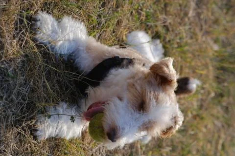 The Wire Fox Terrier Foto stock