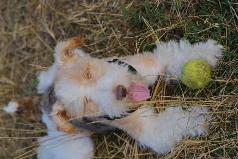 The Wire Fox Terrier Foto stock
