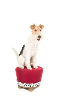 Wire fox terrier on a stool Stock Photos