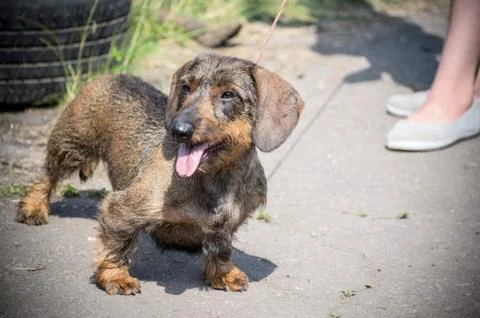 Wire haired Brown and black dashhund stay on road. Stock Photos