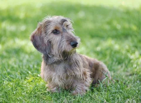 Wire-haired dachshund on green meadow. Stock Photos