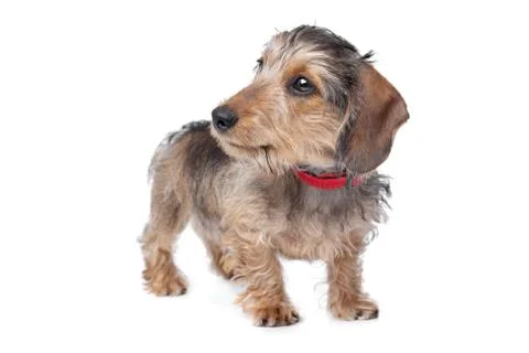 Wire-haired Dachshund Stock Photos