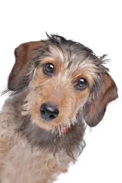 Wire-haired Dachshund Stock Photos
