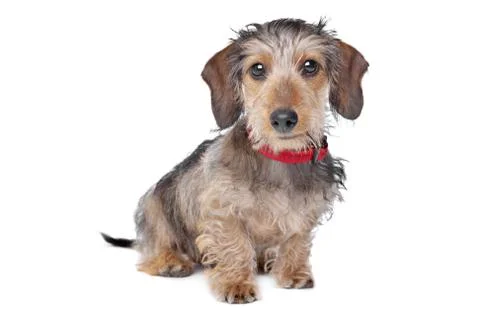 Wire-haired Dachshund Stock Photos