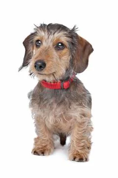 Wire-haired Dachshund Foto stock