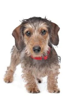 Wire-haired Dachshund Stock Photos
