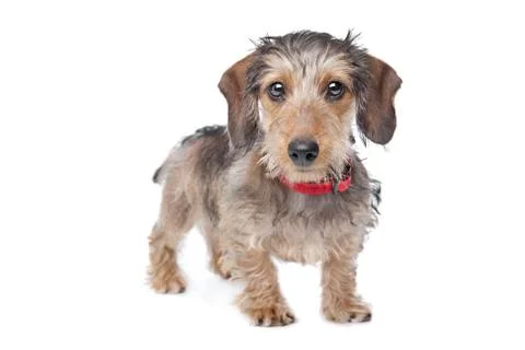 Wire-haired Dachshund Stock Photos