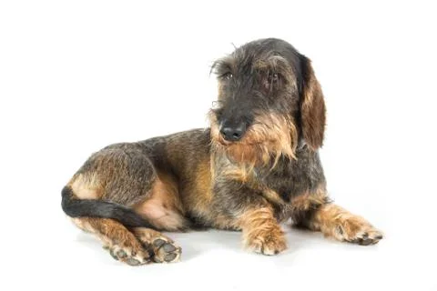 A wire-haired dachshund Stock Photos