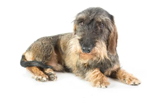 A wire-haired dachshund Stock Photos
