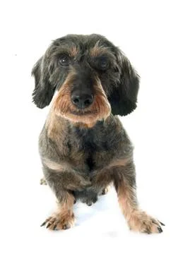 Wire-haired dachshund Stock Photos